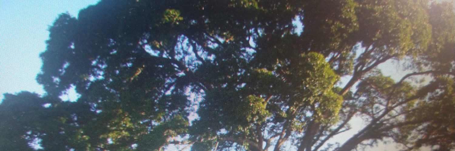 paulosenges's profile banner image