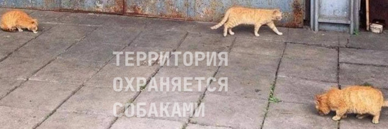 Нетоткот banner