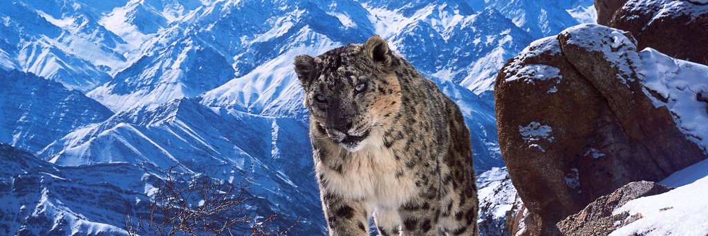 BBC Documentaries banner