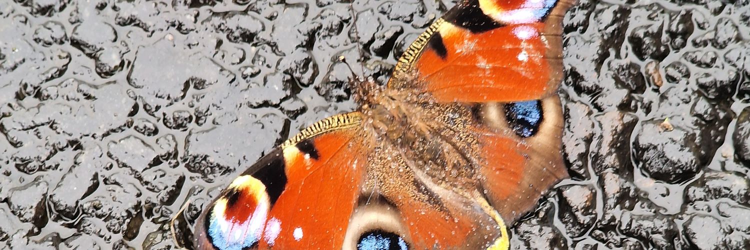 StaceyMcculloc9's profile banner image