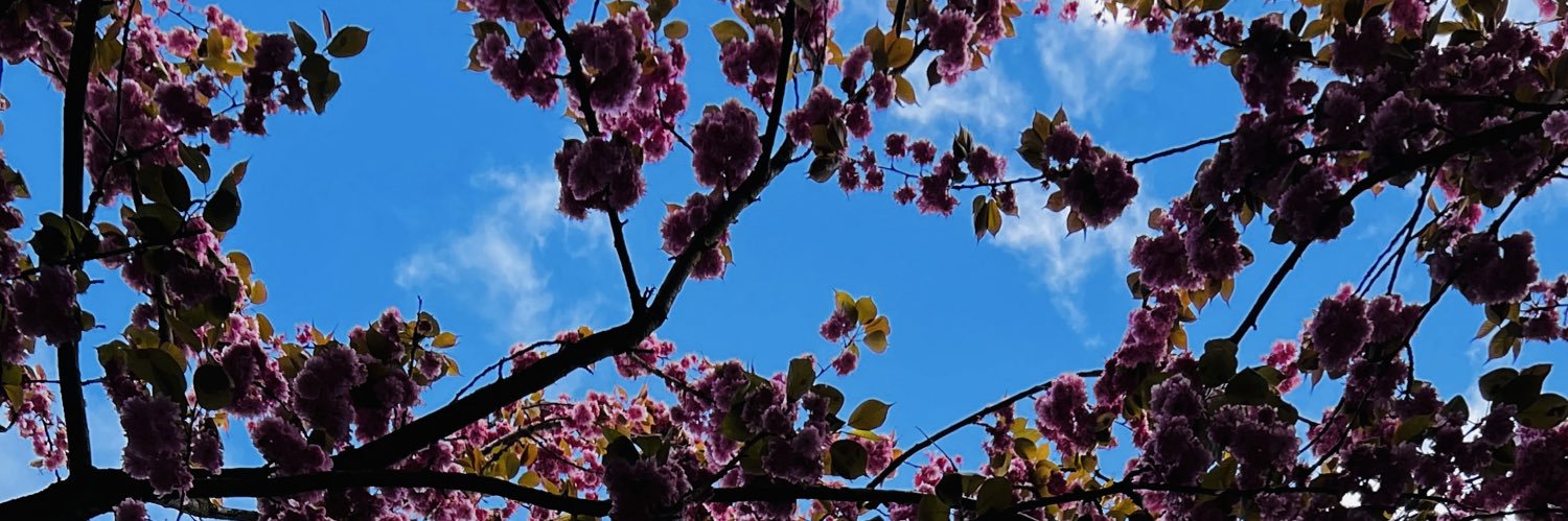 HalaEssa2's profile banner image