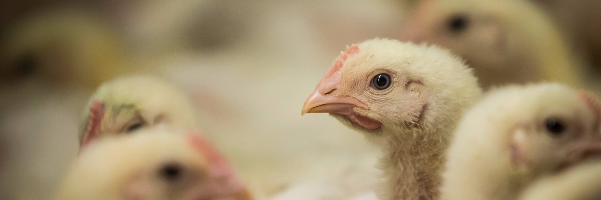 World Poultry banner