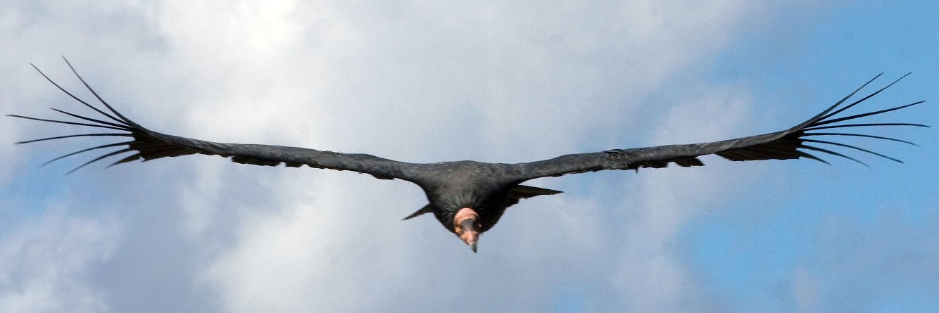 Brandon Severson banner