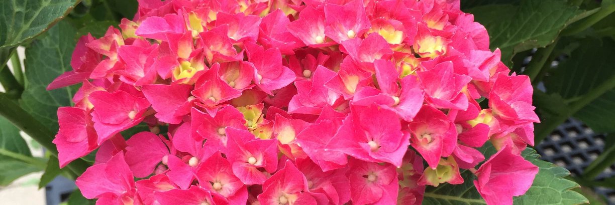 Allen Landscape banner