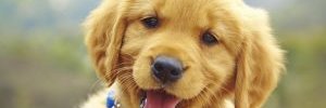 Rachelpugh0617's profile banner image