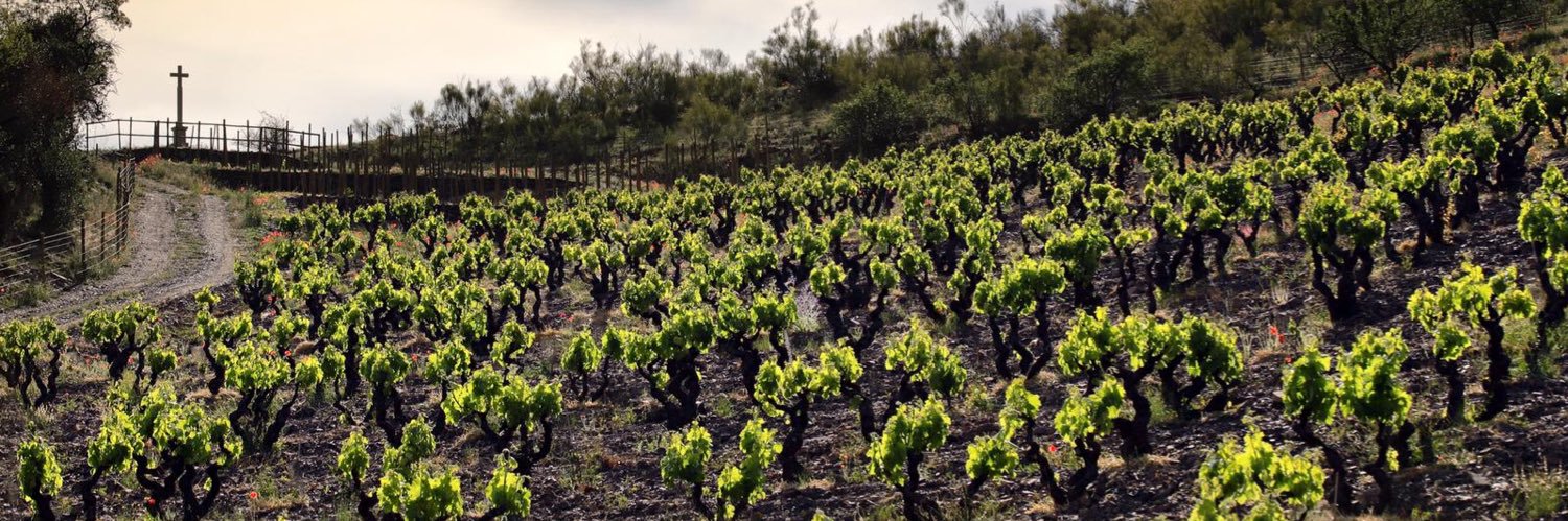 Bodegas Frontonio banner