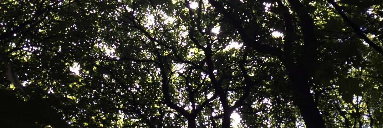 DominicJKerr's profile banner image