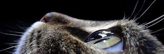 necxiss's profile banner image