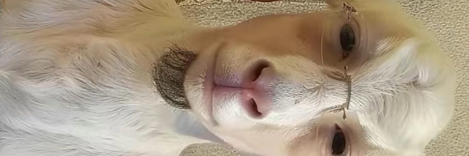 percthurty's profile banner image