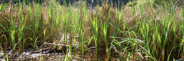 wetlandproject Profile Banner