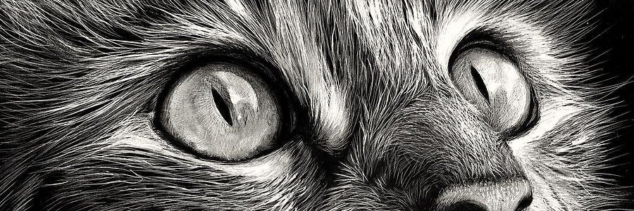 FᄂYIПG ƧPΣΣD banner