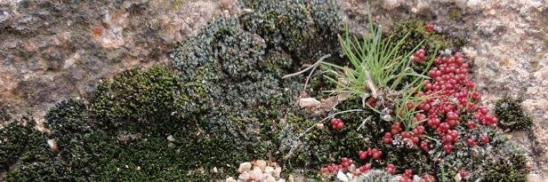 Simó Jardineria banner