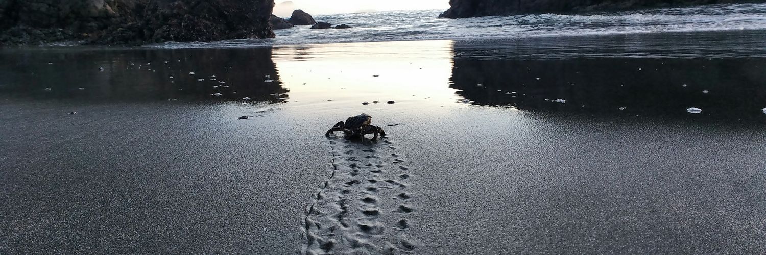 Jessica Kochick banner