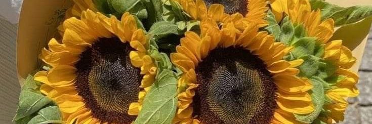 sssssssd banner