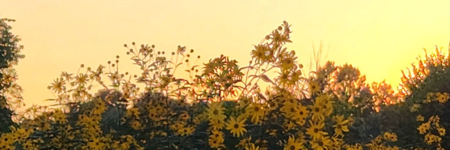 PazMagat's profile banner image