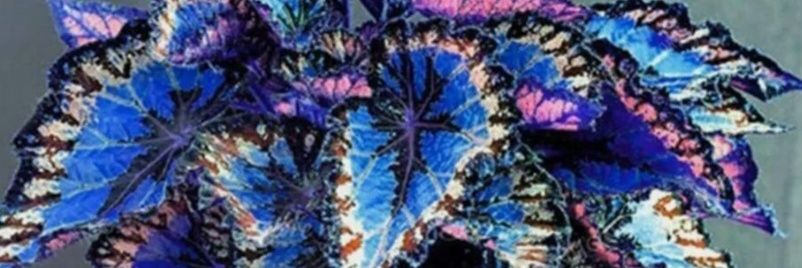 That Other Michigan Woman banner