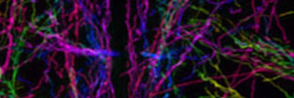 BioImagingUK Profile Banner