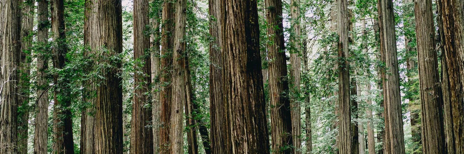 Girard Sharp LLP banner