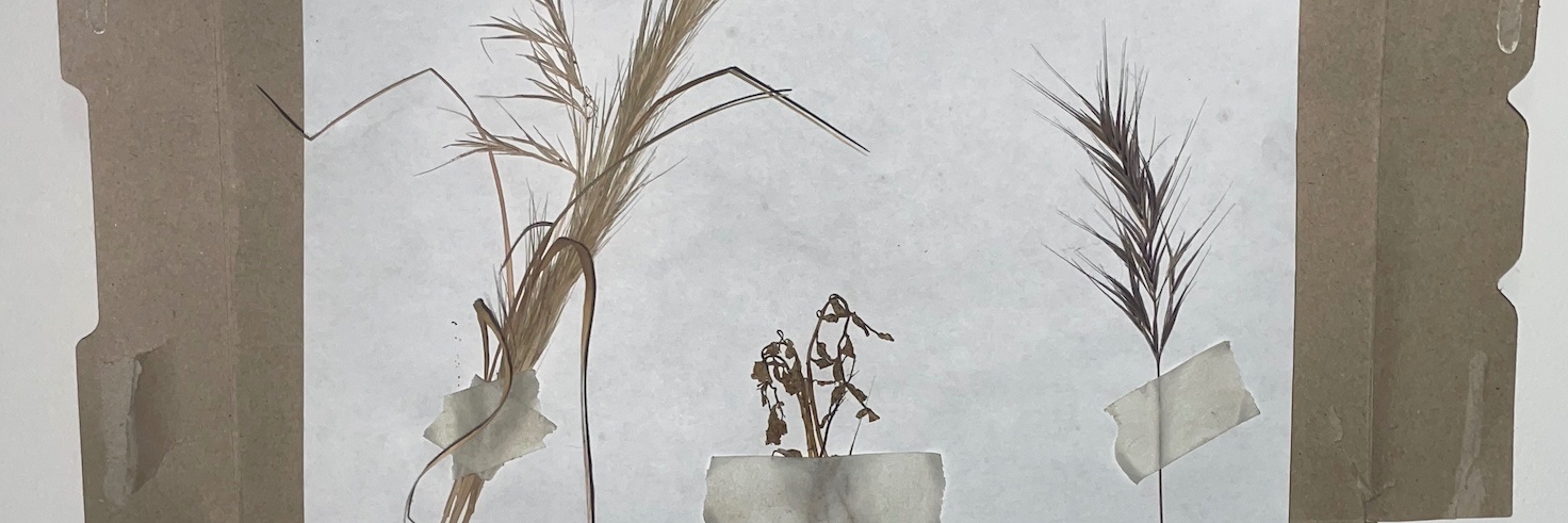 eden zimbelman banner