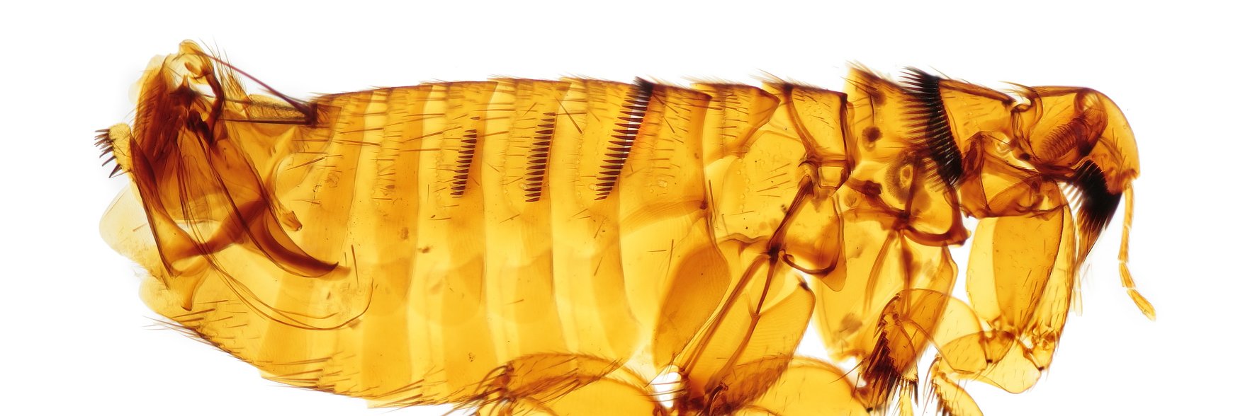 NHM_Fleas banner