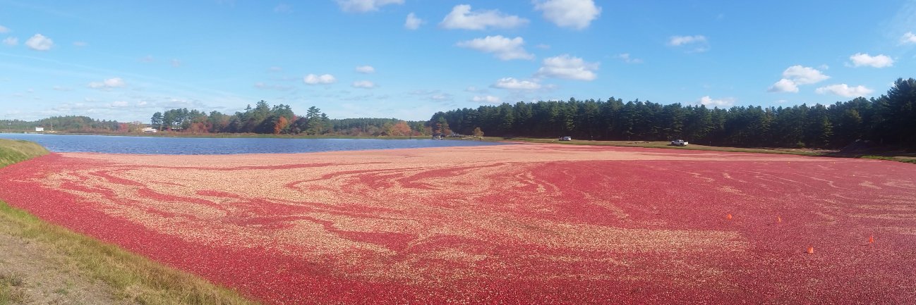 Cranberry Institute banner