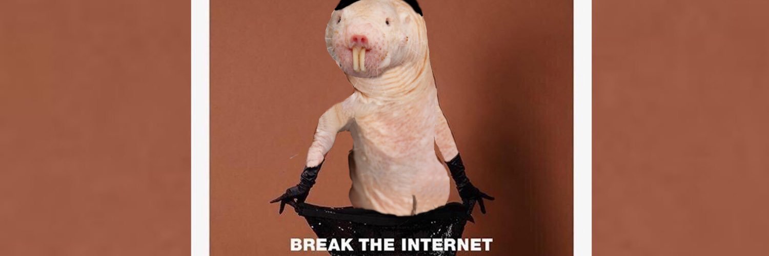 rufus mole rat toy