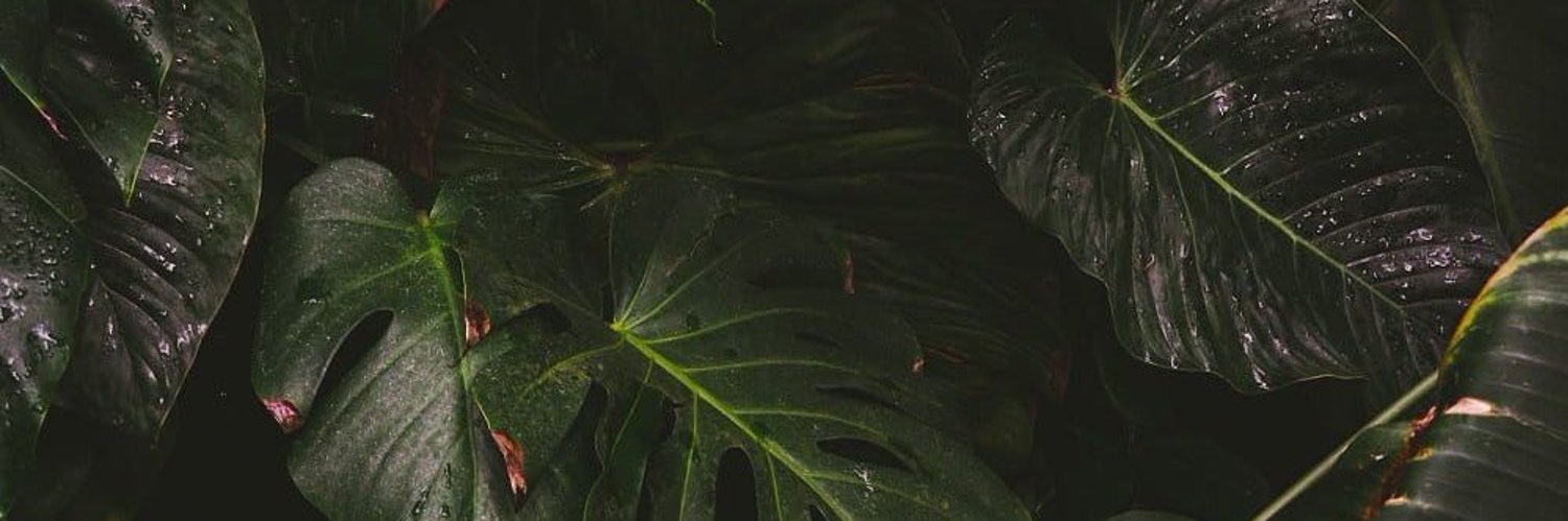 SeauxTaylor's profile banner image