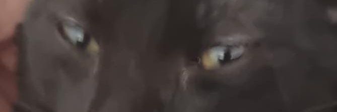 BENJI🦇🖤🌓 banner