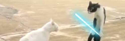 喧嘩する猫bot banner
