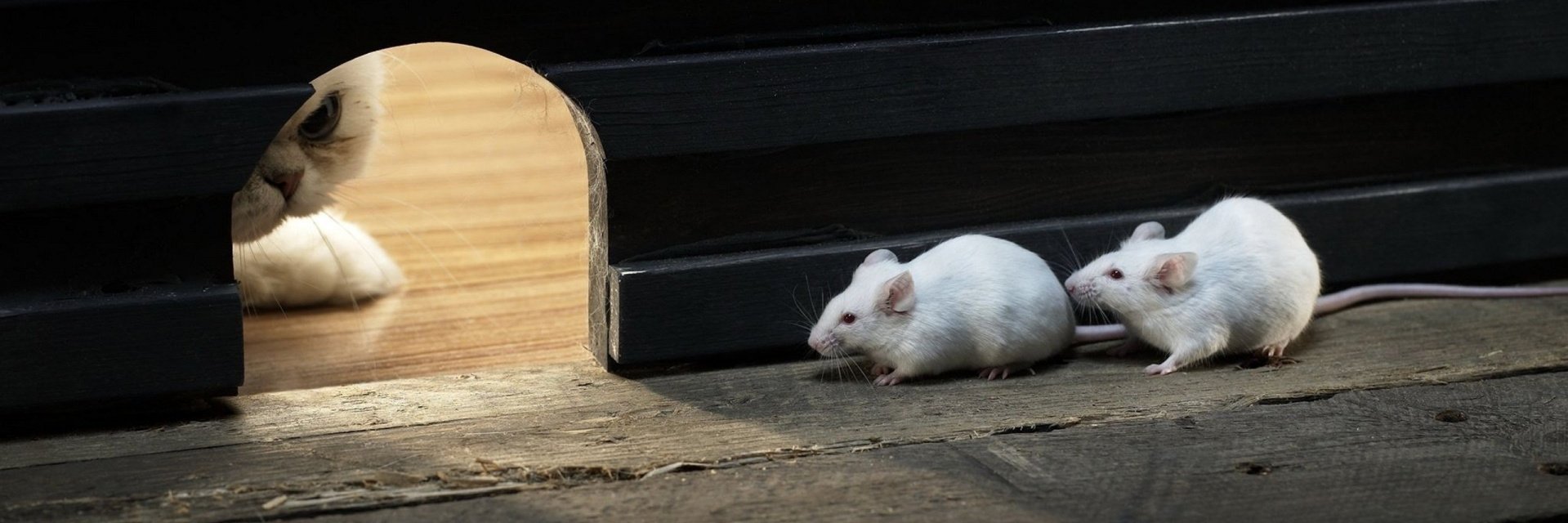 opsecanimals's profile banner image