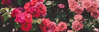 AlissonVasquez_'s profile banner image