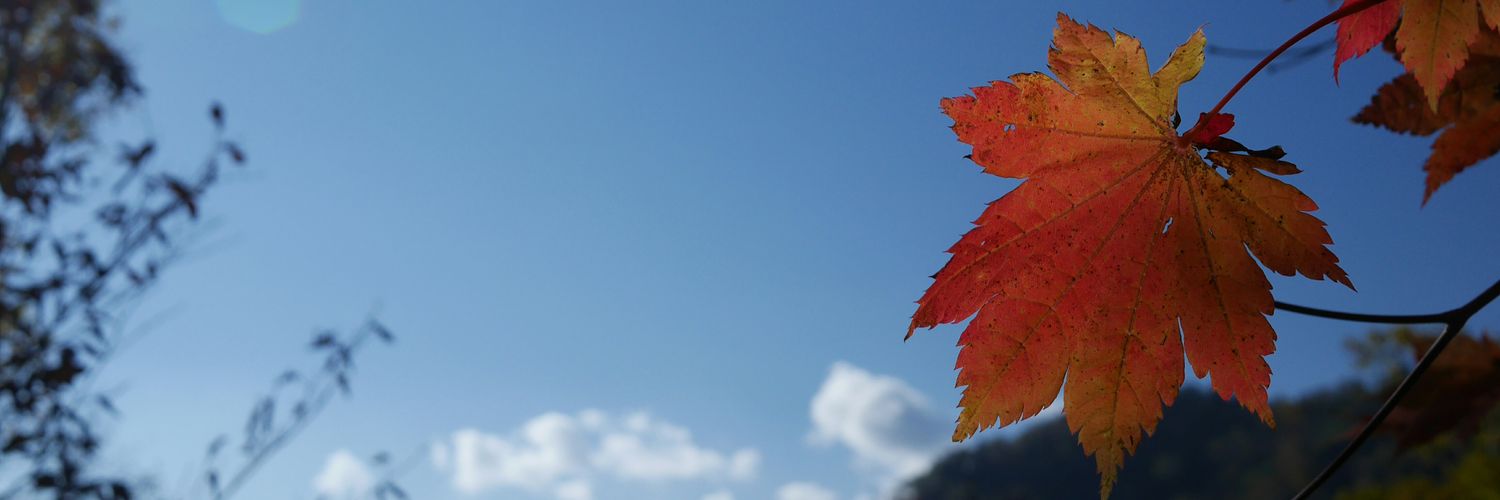 flymaimai's profile banner image