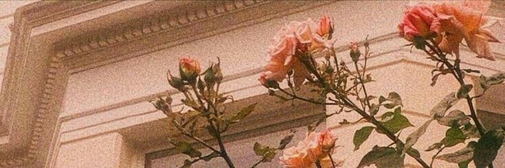 arancioluli's profile banner image