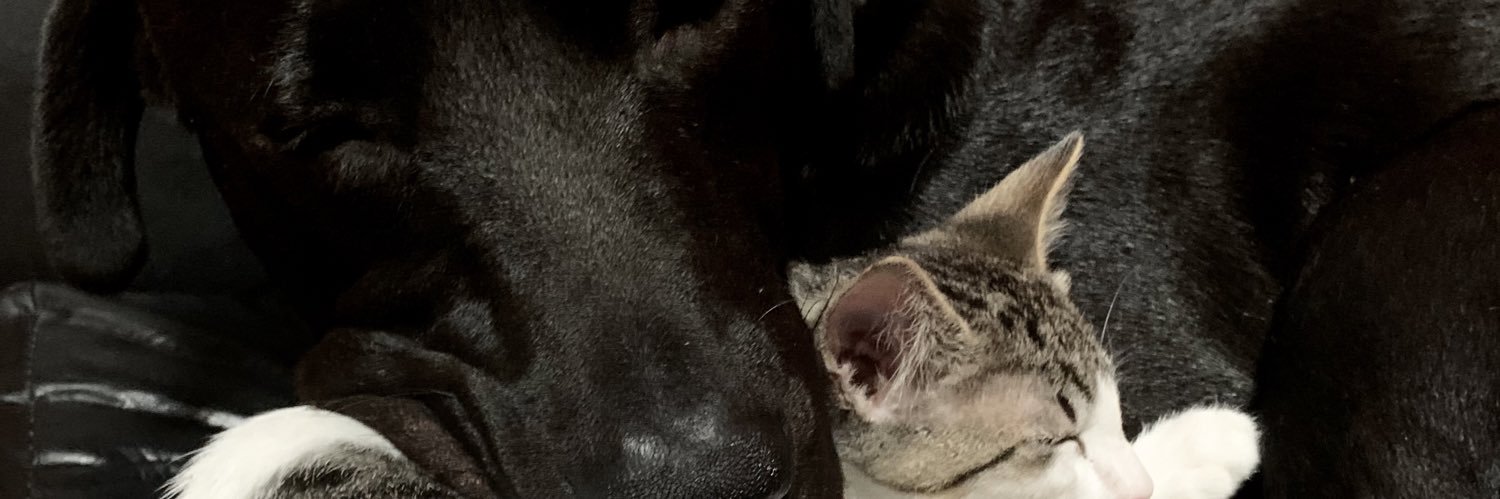 SabruBello's profile banner image