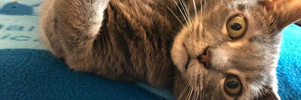 LizzyMason21's profile banner image