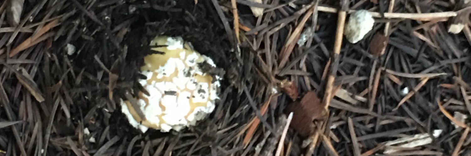 pixie mosswood banner