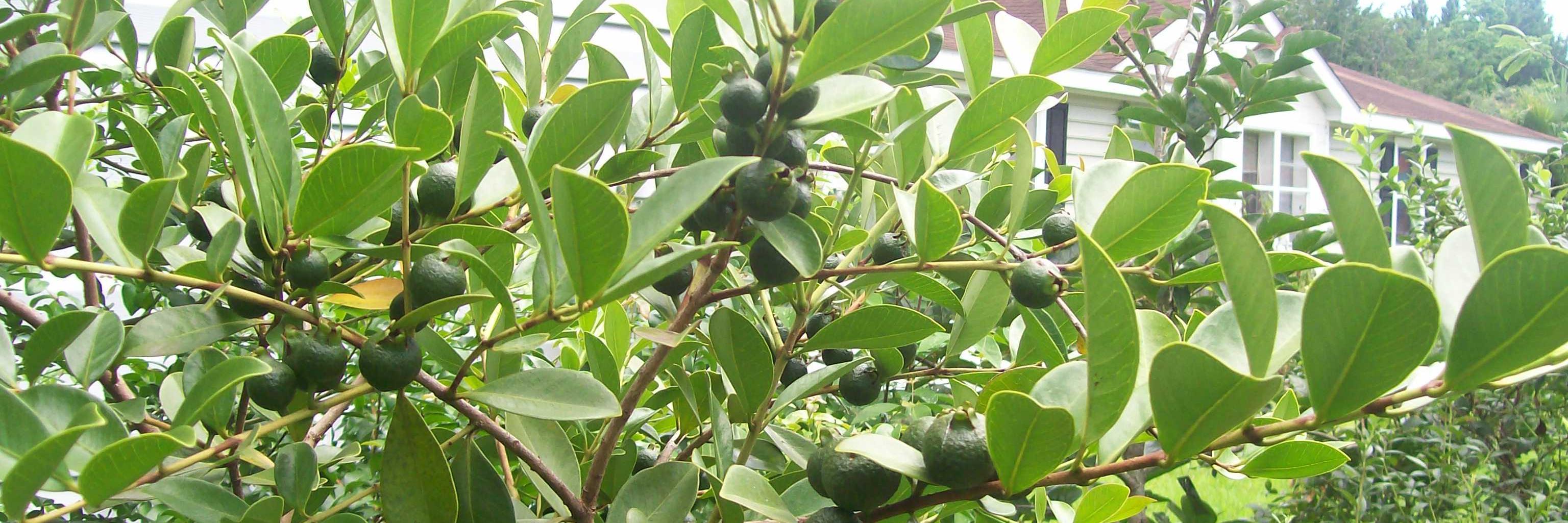 SCCitrusguy's profile banner image