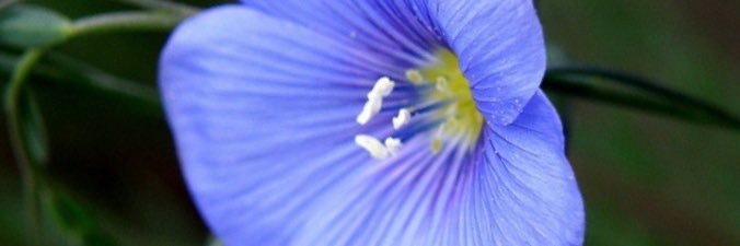 Dima Abdelmannan banner