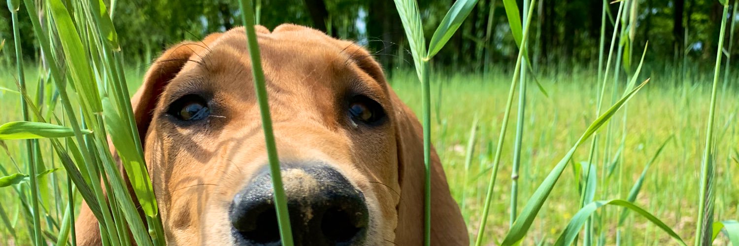 joy_leindecker's profile banner image