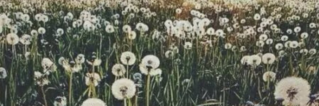 BrittHorrigan's profile banner image