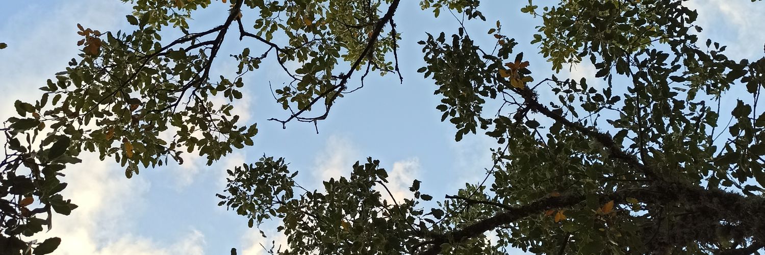 paralaj3's profile banner image