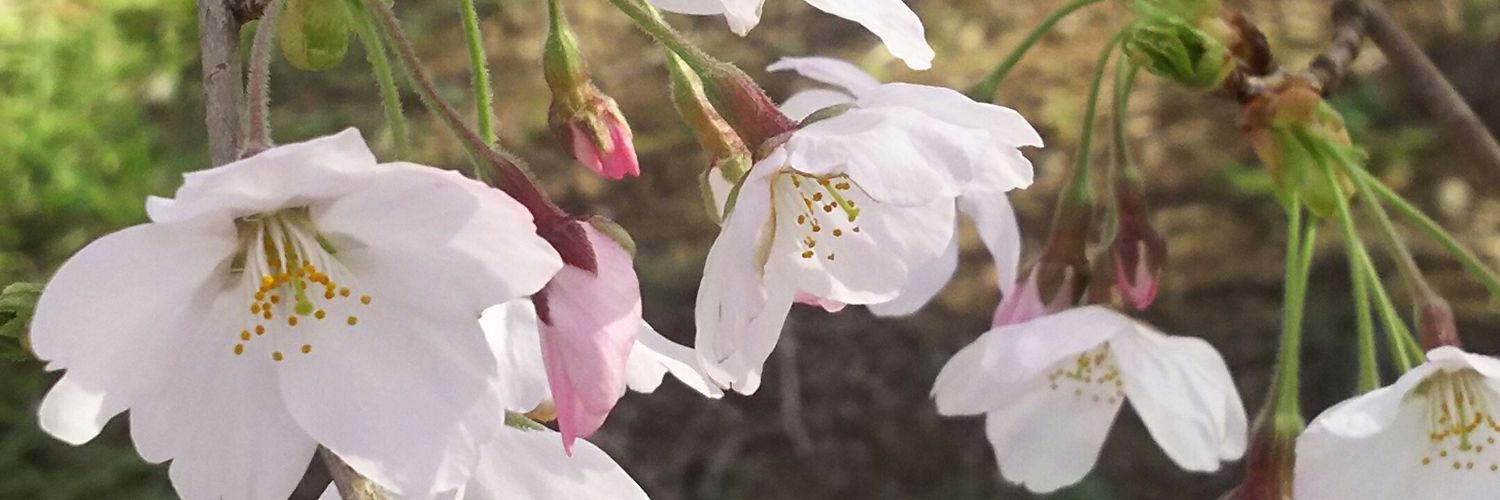 みっきぃ 乃´z banner