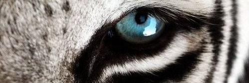 Lille Smith banner