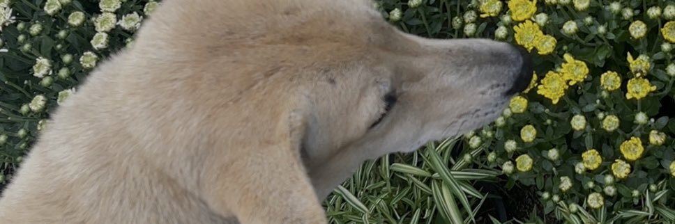 planemox's profile banner image