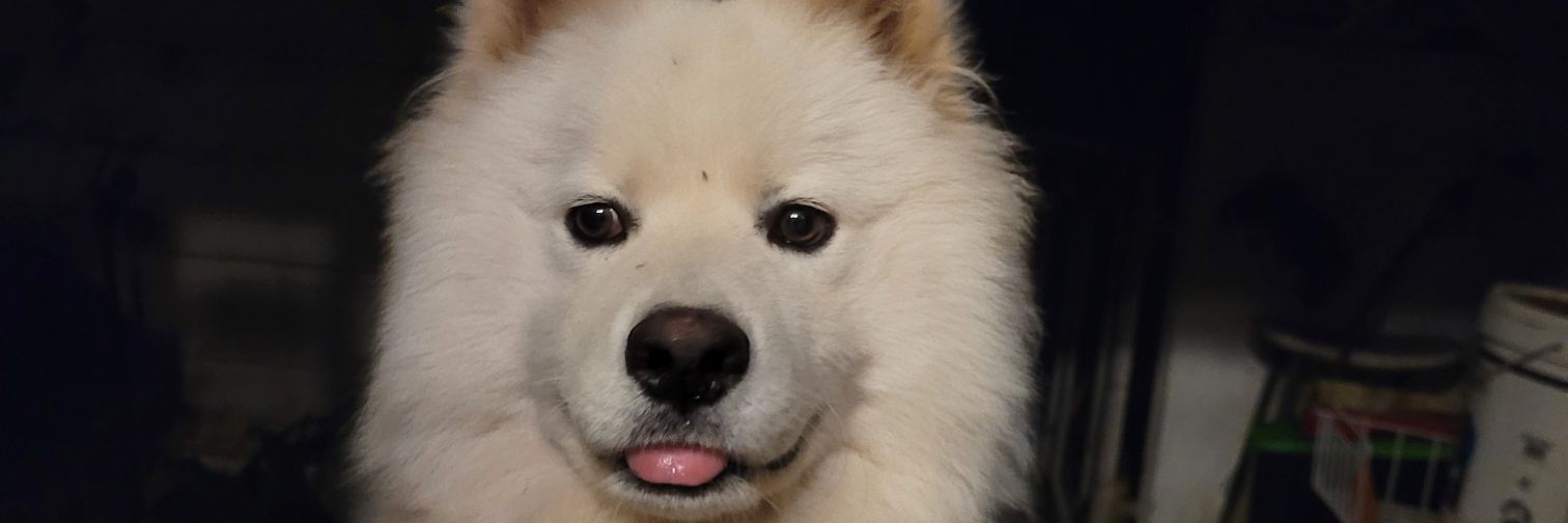 Focas da Tuga banner