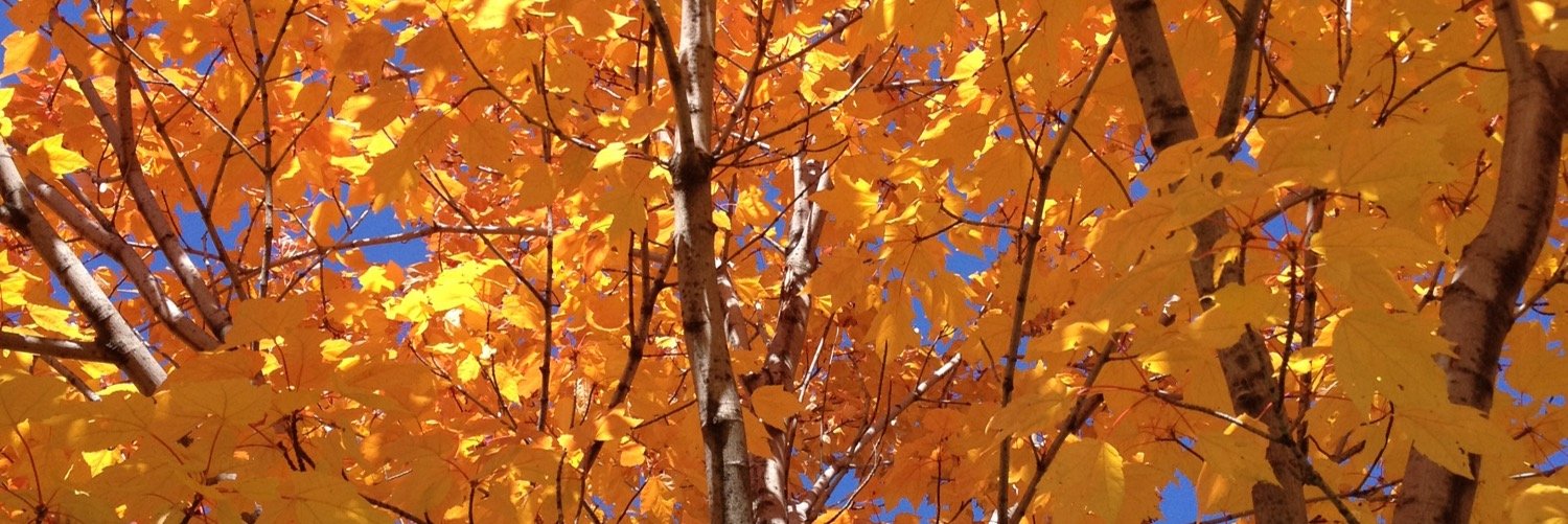 beckywojo's profile banner image