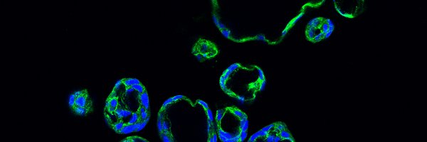 LunardiLabCIBIO Profile Banner