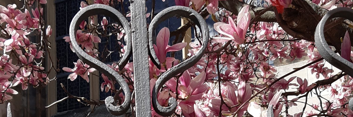 Carbella banner