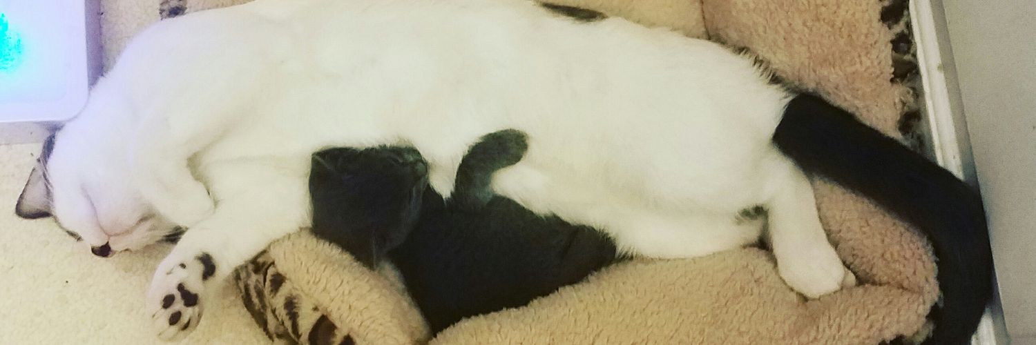 LillysMomRachel's profile banner image