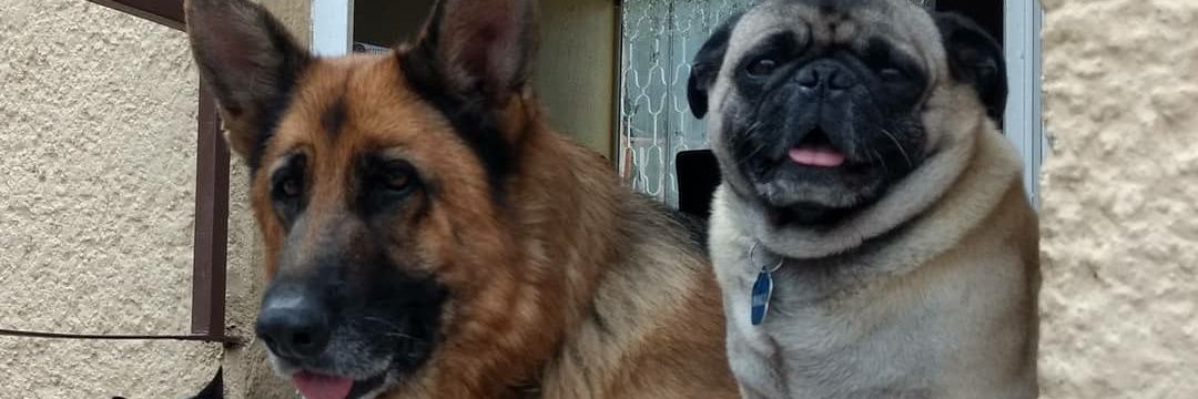 Apasionados por los perros (EduCan Training) banner
